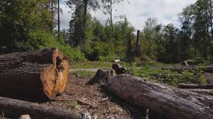 Tree and Shrub Care in Burns Harbor, IN